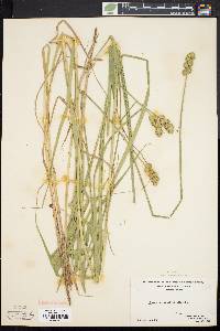 Carex cristatella image