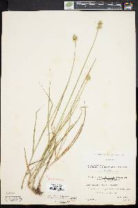 Carex cumulata image
