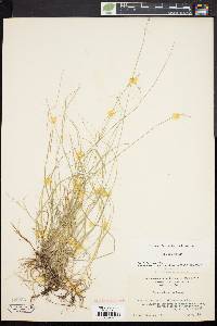 Carex disperma image