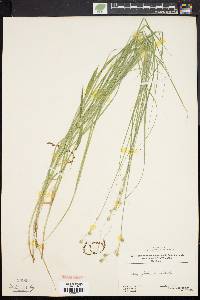 Carex festucacea image