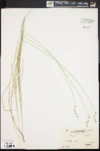 Carex festucacea image