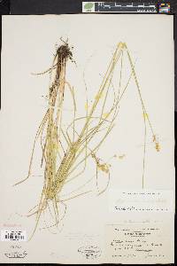 Carex festucacea image