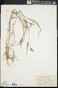 Carex flaccosperma image