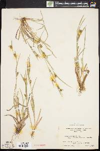 Carex flaccosperma image