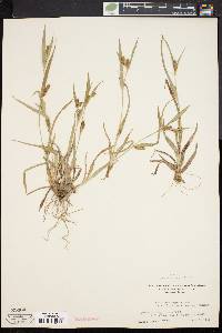 Carex flaccosperma image