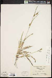 Carex flaccosperma image