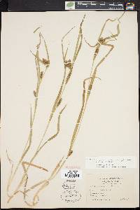 Carex flaccosperma image