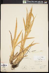 Carex folliculata image