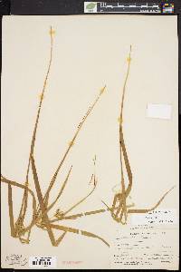 Carex folliculata image