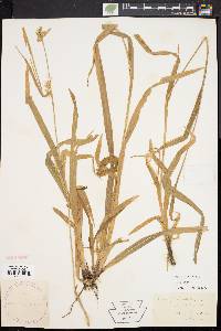 Carex folliculata image