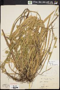 Carex folliculata image