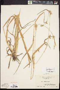 Carex folliculata image