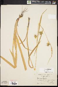 Carex folliculata image