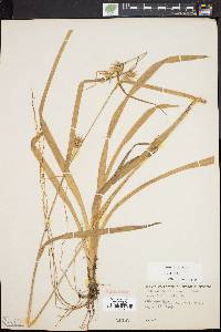 Carex folliculata image