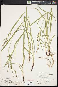 Image of Carex formosa