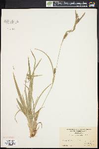 Carex glaucodea image