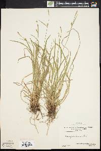 Carex gracilescens image