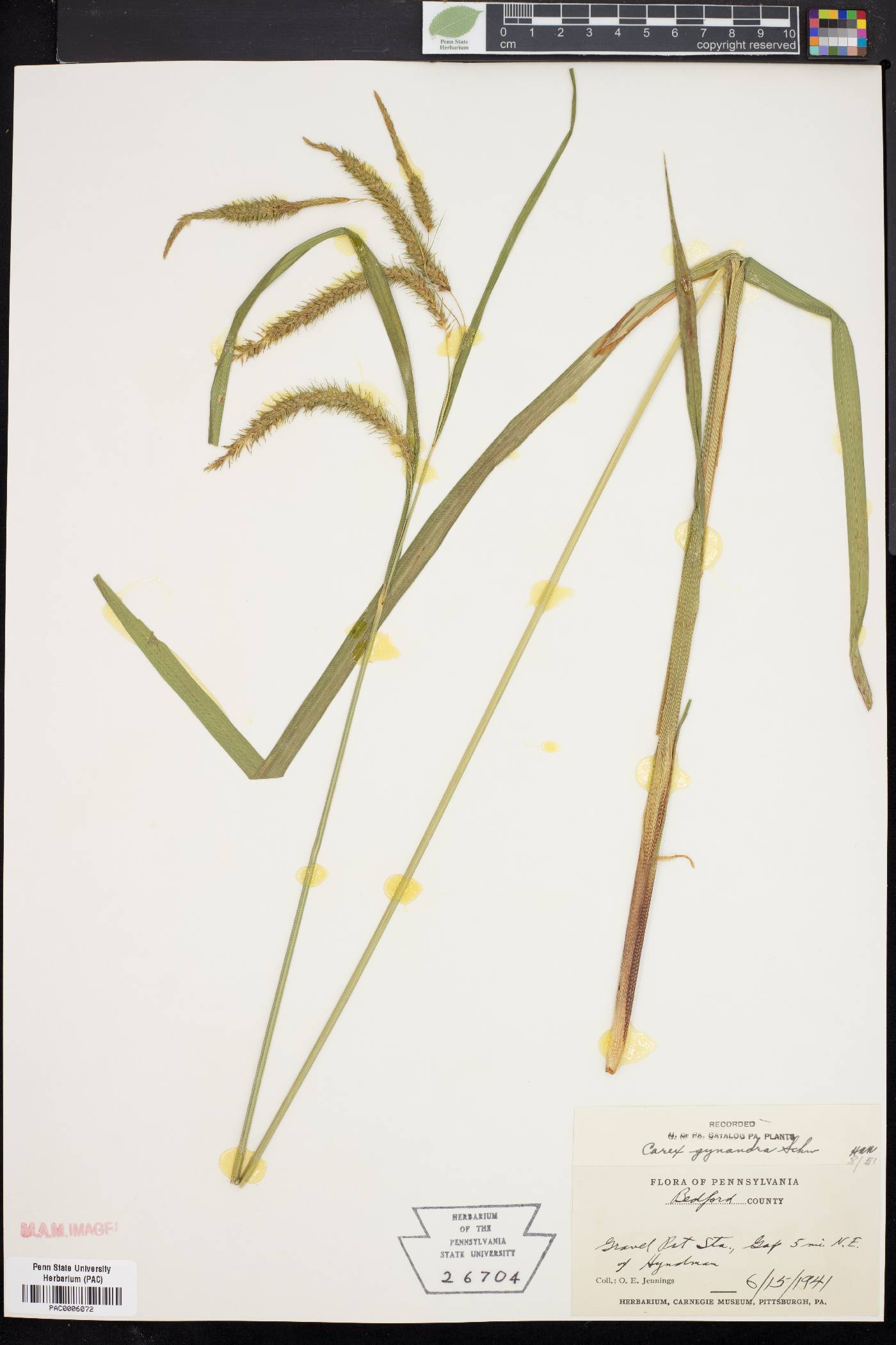 Carex gynandra image