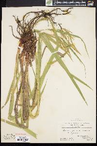 Carex gynandra image