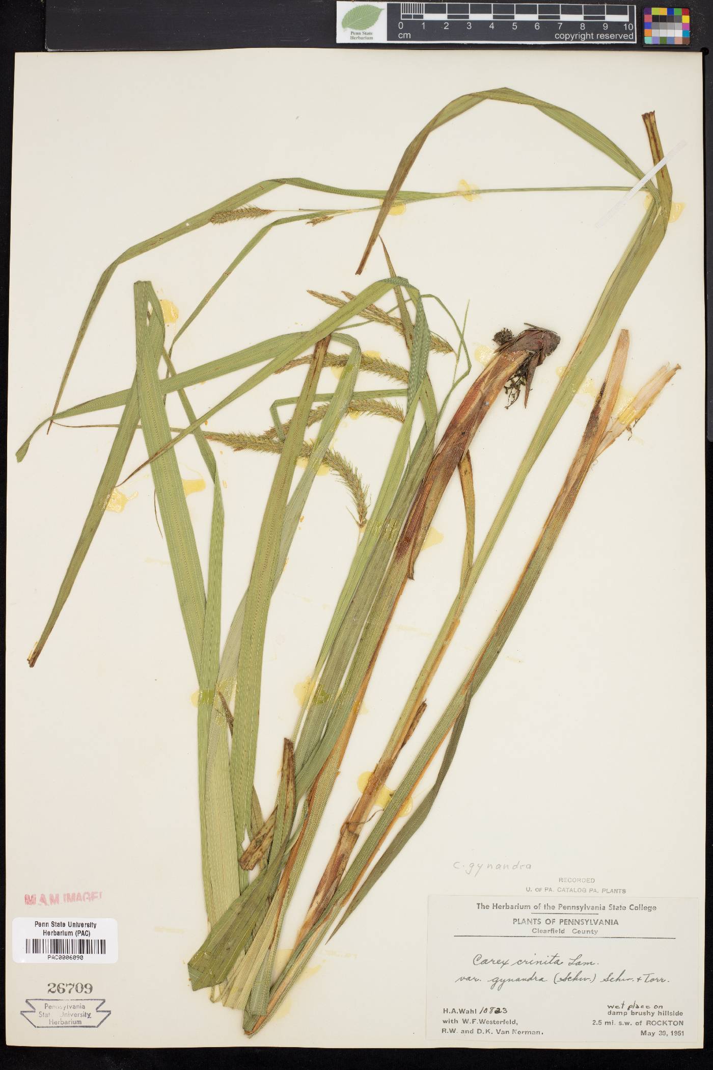 Carex gynandra image