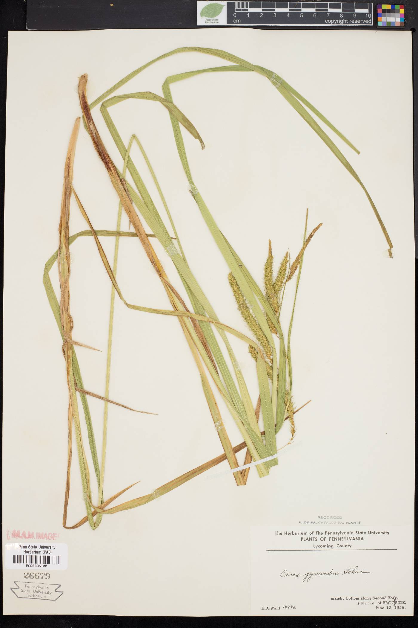 Carex gynandra image