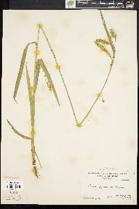 Carex gynandra image