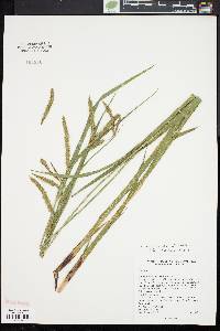 Carex gynandra image