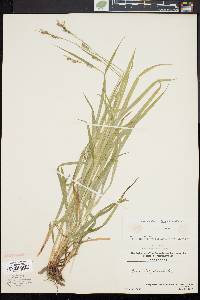 Carex hirtifolia image