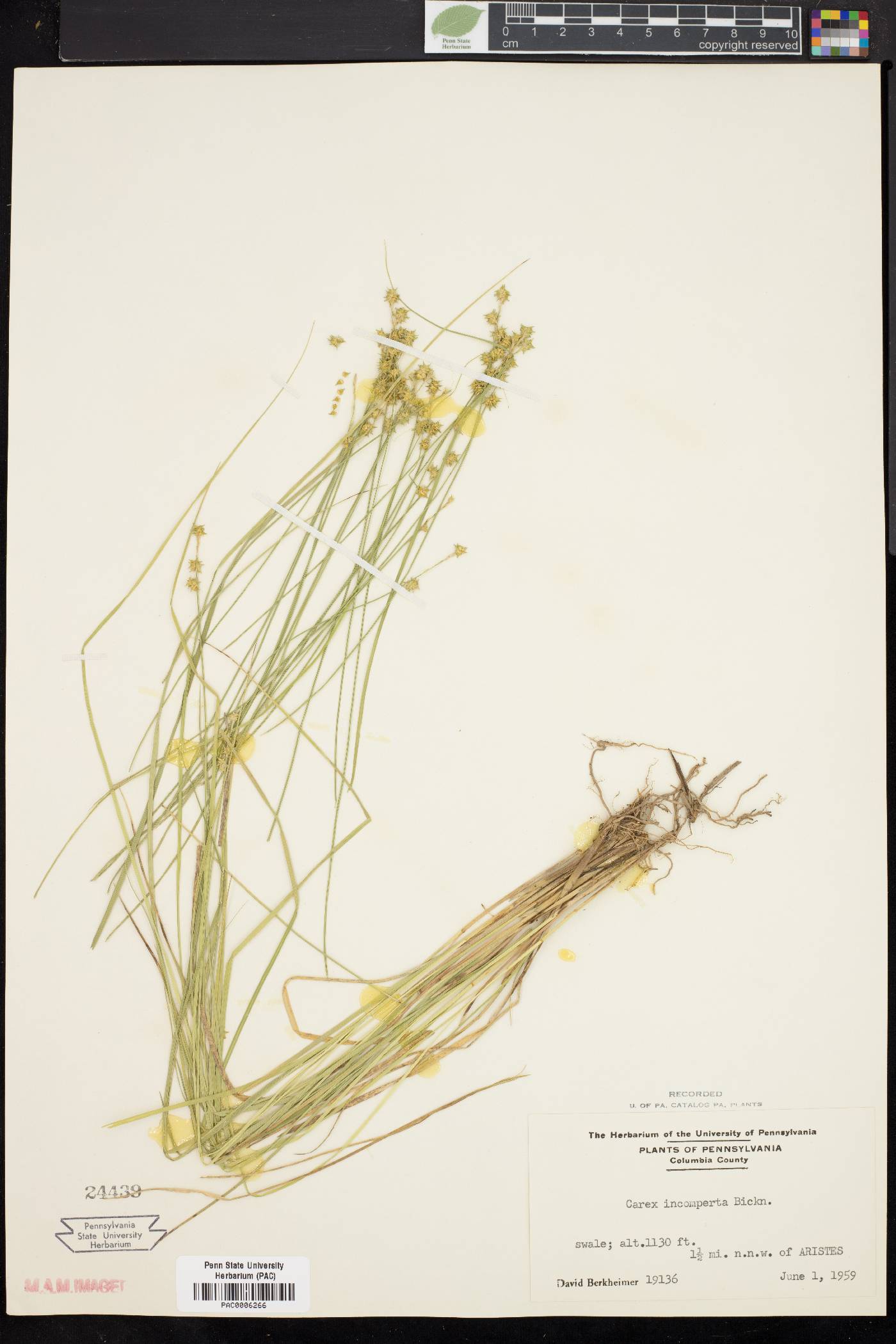 Carex incomperta image