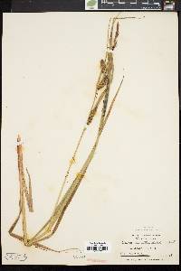 Carex lacustris image