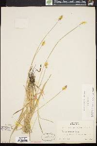 Carex laevivaginata image