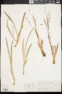 Carex laxiculmis image