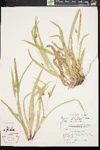 Carex laxiculmis image