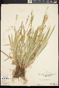 Carex laxiculmis image