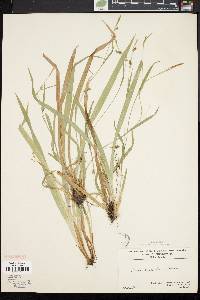 Carex laxiculmis image