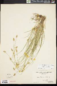 Carex leavenworthii image