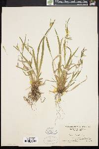 Carex leptonervia image