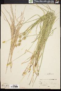Carex molesta image