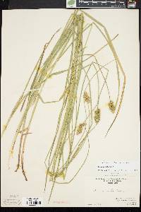 Carex normalis image