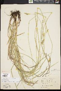 Carex normalis image