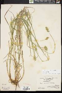 Carex normalis image