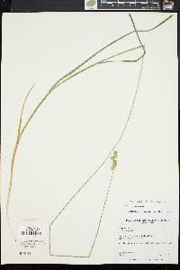 Carex normalis image