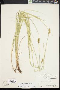 Carex normalis image