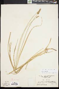 Carex normalis image