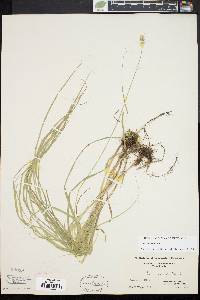 Carex normalis image