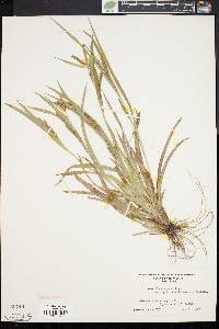 Carex flaccosperma image