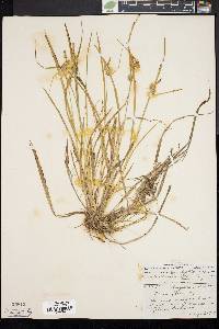 Carex flava image