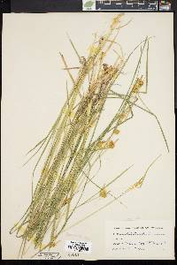 Carex flava image