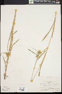 Carex folliculata image