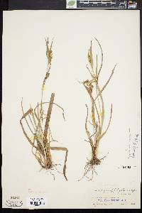 Carex glaucodea image